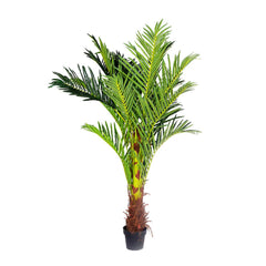 180cm Phoenix Palm Artificial Plant (Pot Included)