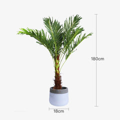 180cm Phoenix Palm Artificial Plant (Pot Included)