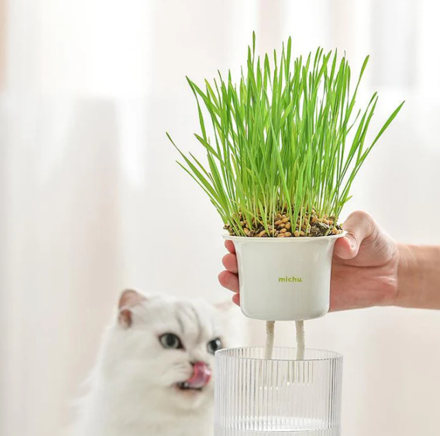 MICHU Soil-Free Cat Grass Kit With Extra Seed Pack